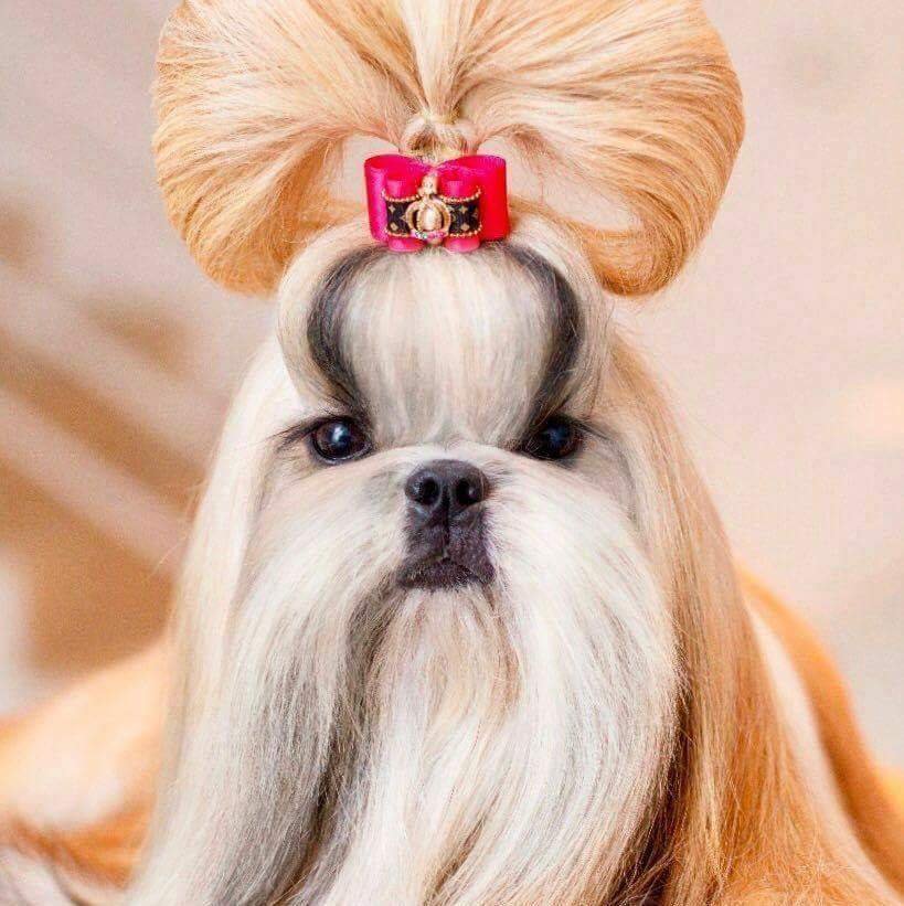 InterCh Anamaste Chica